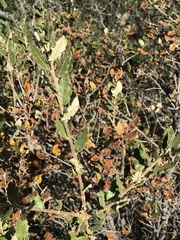 Quercus intricata