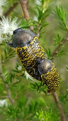 Stigmodera macularia