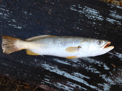 Cynoscion arenarius
