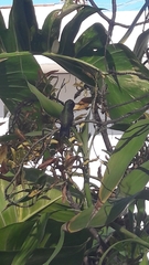 Cynanthus latirostris