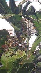 Cynanthus latirostris