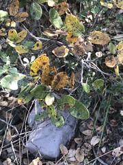 Quercus intricata