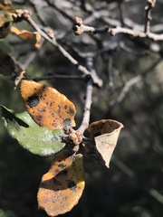 Quercus intricata