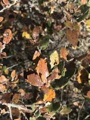 Quercus intricata