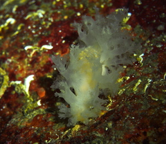 Dendronotus lacteus