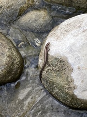 Scincella silvicola