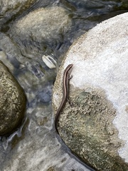 Scincella silvicola