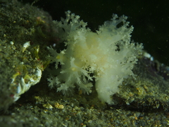 Dendronotus lacteus