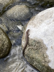 Scincella silvicola