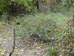 Cotoneaster splendens