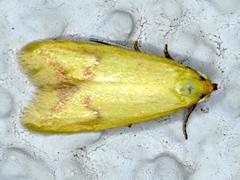 Aeolothapsa malacella