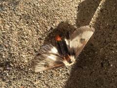 Hemileuca nevadensis