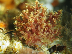 Dendronotus lacteus