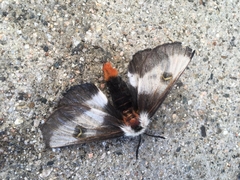 Hemileuca nevadensis