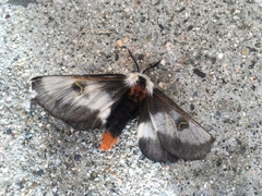 Hemileuca nevadensis