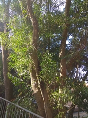 Acacia confusa