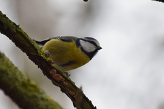 Cyanistes caeruleus