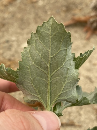 Verbesina encelioides