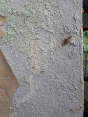 Polygrammodes sanguinalis