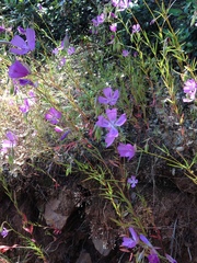 Clarkia bottae
