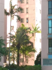 Dypsis decaryi