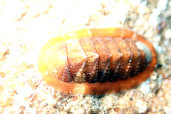 Rhyssoplax tricostalis
