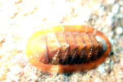 Rhyssoplax tricostalis