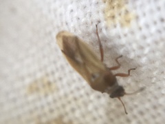 Cymus melanocephalus