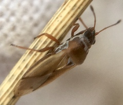 Cymus melanocephalus
