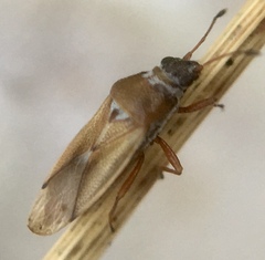 Cymus melanocephalus