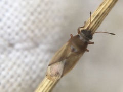 Cymus melanocephalus