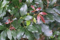 Pseudoweinmannia lachnocarpa