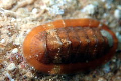 Rhyssoplax tricostalis