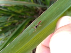 Phaenacantha australiae