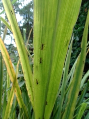 Phaenacantha australiae
