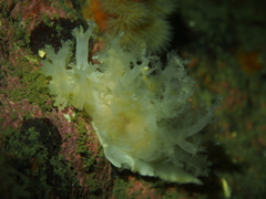 Dendronotus lacteus