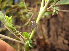 Oxyrhachis