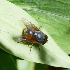 Calliphora augur