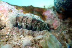 Rhyssoplax torriana