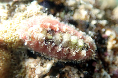 Acanthochitona kimberi