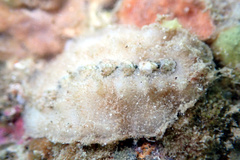 Notoplax