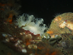 Dendronotus lacteus