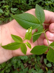 Cleome aculeata