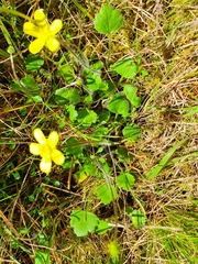 Ranunculus multiscapus