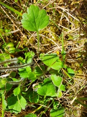 Ranunculus multiscapus