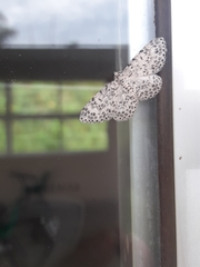 Hymenomima umbelularia