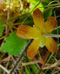Ranunculus multiscapus