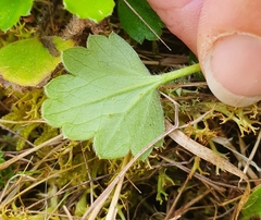 Ranunculus multiscapus