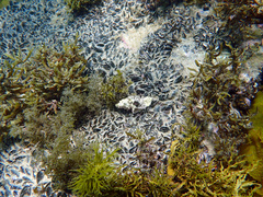 Pterochelus triformis