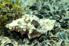 Pterochelus triformis